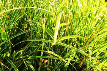 Green grass background. Sunny day