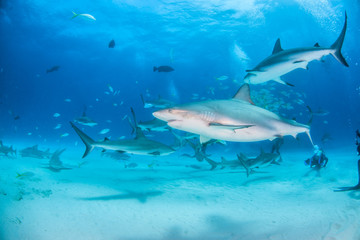 Obraz premium Caribbean reef shark at the Bahamas