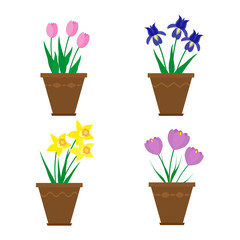 Spring flowers in pots.