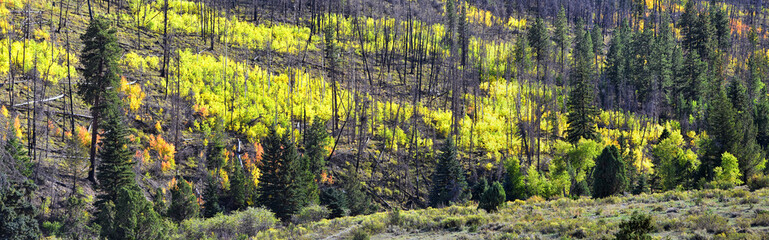 Late Summer early Fall panorama forest views hiking through trees in Indian Canyon, Nine-Mile Canyon Loop between Duchesne and Price on US Highway 191, in the Uinta Basin Range of Utah United States, 