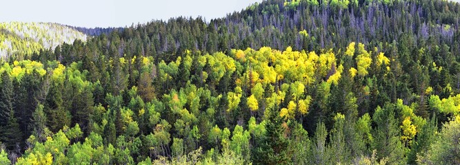 Late Summer early Fall panorama forest views hiking through trees in Indian Canyon, Nine-Mile Canyon Loop between Duchesne and Price on US Highway 191, in the Uinta Basin Range of Utah United States, 