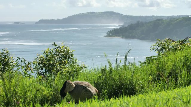 Hawaiian Nene Goose Wild Animals Kauai Hawaii State Bird