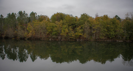 Reflection of trees in water