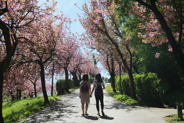Obraz premium lovely spring