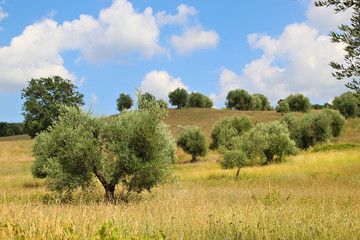 Olivenbäume Toskana