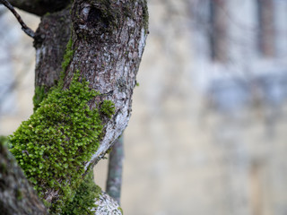 Obraz premium Green moss on tree, selective focus with blur background