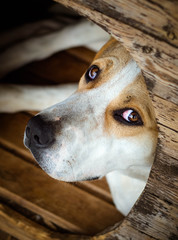 nose, sleep, adorable, animal, animals, attachment, background, beautiful, beautiful eyes,...