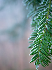 Frosted green leaf afrer sleet, selective focus with blur background