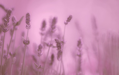 Lavendel
