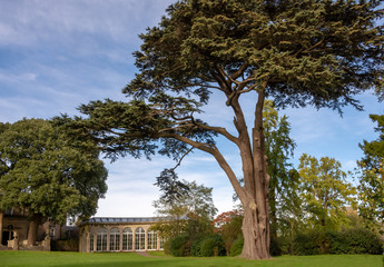 Fototapeta premium Blaise Castle Estate - cypress tree