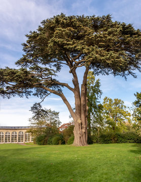 Blaise Castle Estate - notable cypress tree by the Dairy 