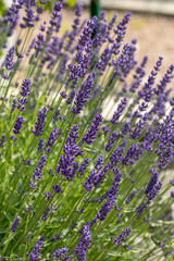  the blooming lavender flowers in Provence, near Sault, France