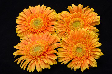 Subtle orange gerbera flowers on black background