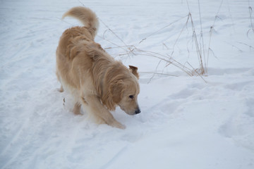 Golden Retriever walks in winter