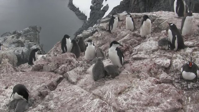 mixed colony of penguins on an antarctic island