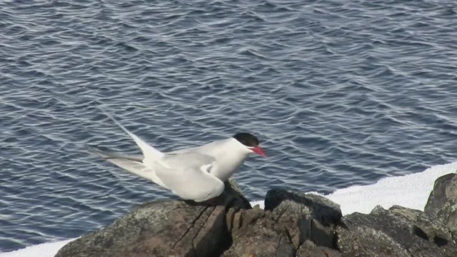 Antarctic tern that sits on rocks by the ocean in Antarctica