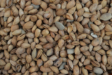 dried almonds in shell