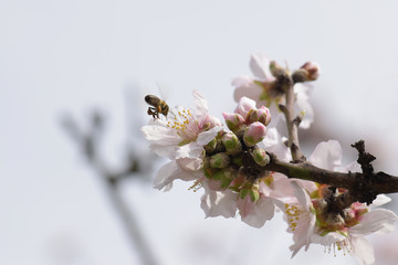 bee on almond tree flower