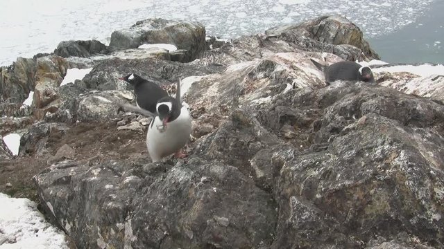 male Gentoo Penguin who carries a stone in the nest where the female sits