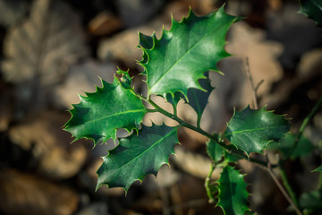 Ilex Stechpalme im Wald Blätter