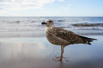 Seagull walking at the mirrored beach