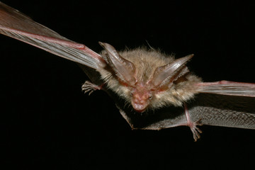 Bechstein's bat flying in the dark. A rare and endangered European species of night active mammal.