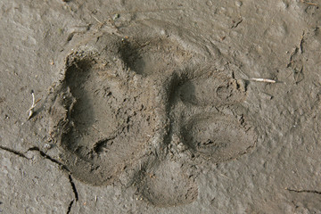 Lynx track in a mud. Fingerprints of a rare and endangered European wild cat. © Jiri Prochazka