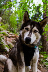 Portrait of Siberian Husky