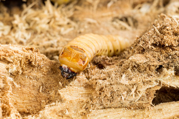 Larva of Coconut rhinoceros beetle or Oryctes rhinoceros is dangerous insect pest coconut and palm. Worm beetle for Deep-fried insects as food items, it is good source of protein. Entomophagy concept.