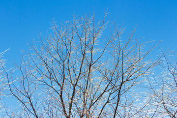 Fototapeta na wymiar Iced tree branches against the blue sky winter landscape