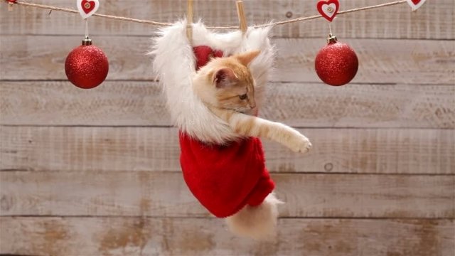 Cute ginger cat sitting in a santa hat hanging on drying line, playing with christmas ball decoration then jumping out and leaving - static camera