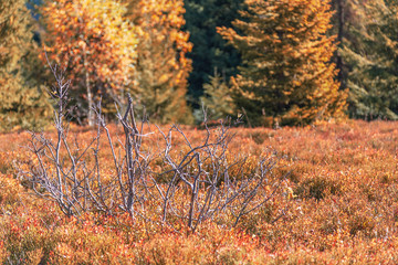 Dry sticks in the autumn mountains