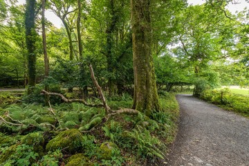 Green forests in the Muckross area of Killarney National Park