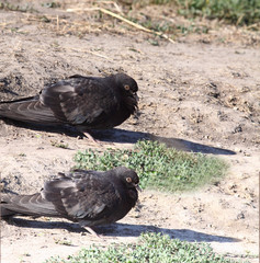 Obraz premium A pair of pigeons sit on the ground...