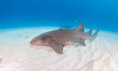 Fototapeta premium Nurse shark at the Bahamas
