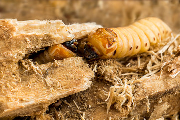 Larva of Coconut rhinoceros beetle or Oryctes rhinoceros is dangerous insect pest coconut and palm. Worm beetle for Deep-fried insects as food items, it is good source of protein. Entomophagy concept.