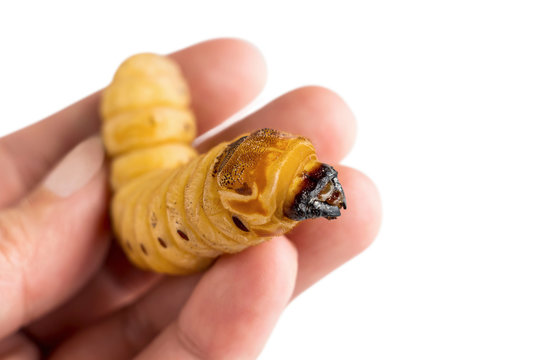 Woman hands holding Larva of Coconut rhinoceros beetle or Oryctes rhinoceros is dangerous insect pest. Worm beetle for Deep-fried insects as food items, it is good source of protein. Entomophagy.