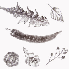 Set of autumn fruits isolated on white background