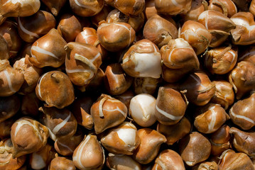 Bulbs of tulip, group, brown and white, in a basket, ready to be bought and placed in the ground, flower market, autumn, gardening, October, Italy