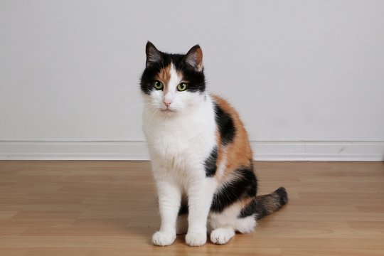 beautiful tricolored cat is sitting in the living room - Powered by Adobe