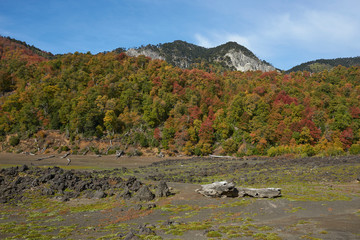 Autumn in Conguillio National Park in southern Chile. Trees in autumn foliage in the foreground; evergreen Araucania Trees (Araucaria araucana) beyond on the higher rocky mountain tops.