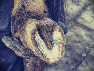 Necessary hoof care of horse before being mounted horseshoe.
