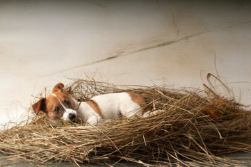 pies na sianie © iwona666