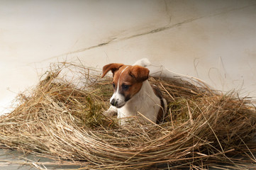 pies na sianie © iwona666