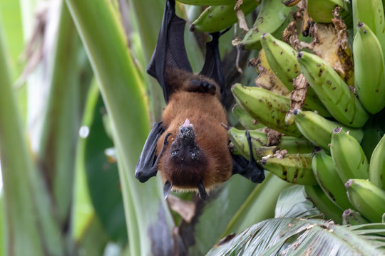 greater indian fruit bats of sri lanka