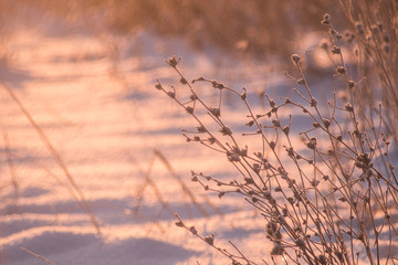 Frosty morning plants