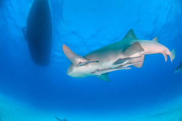 Nurse shark at the Bahamas