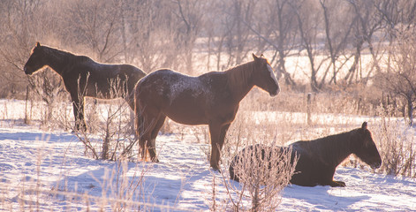 Horses asleep in snowy field
