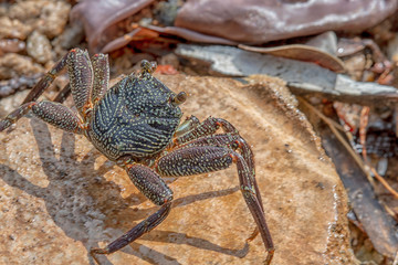 wild animals of sri lanka