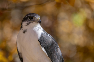 Augur Hawk in Fall Foliage